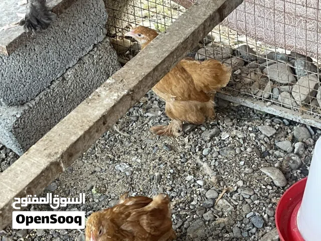 دجاج كوشن العملاق