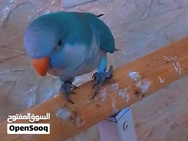 ببغاء كويكر ازرق