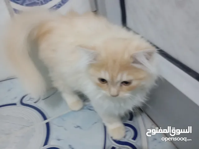 2 قطط للبيع