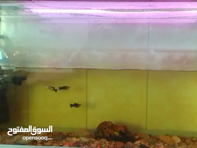 حوض سمك تفصيل قزاز ثقيل