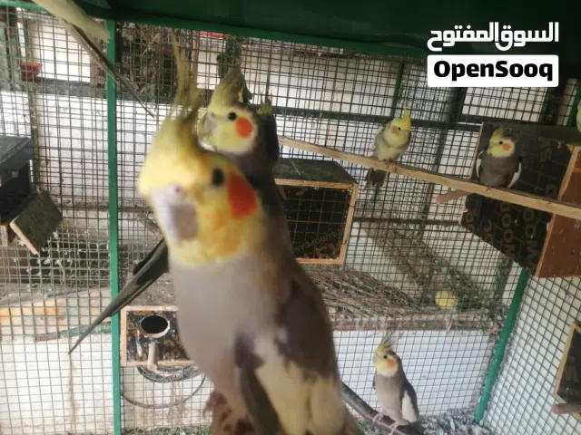 بغبغاء دره ذكر 25 كوكتيل 10