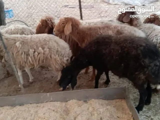 بلدي نفس الصور لحم صافي من19 ل27 فقط شروط العقيقه ونذر ومناسبات حلال صحراوي