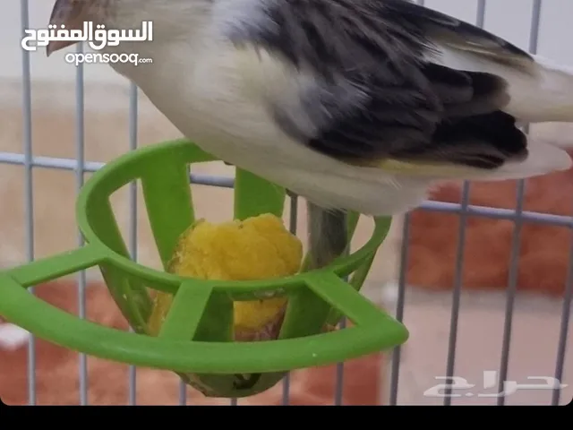 كراني 200 ريال
