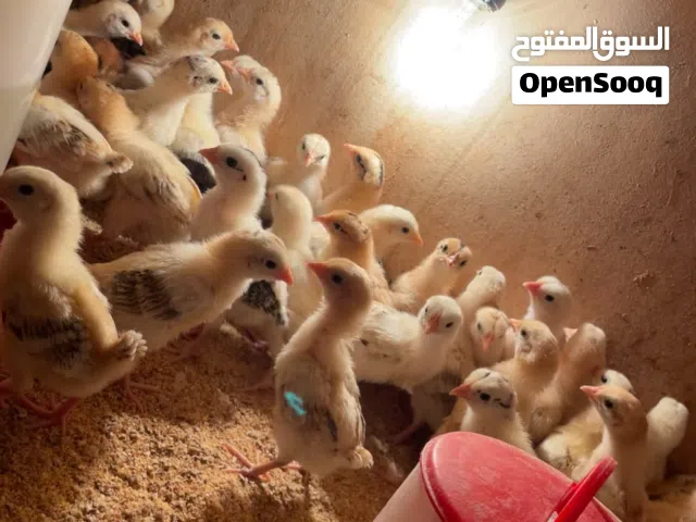 فروخ دجاج بلدي للبيع