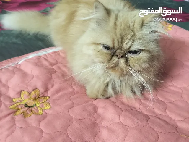 قطه بيرشن للبيع