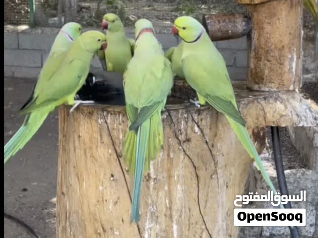 للبيع انواع طيور الوصف مهم