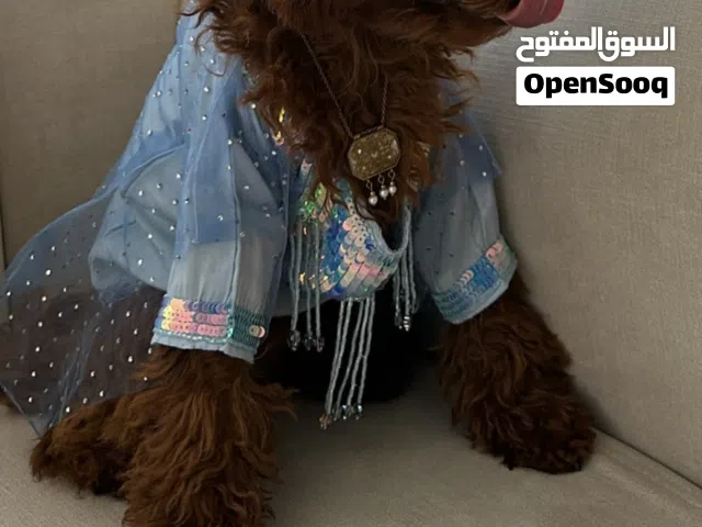 Toy Poodle توي بودل بيور لون بني غامق انثى