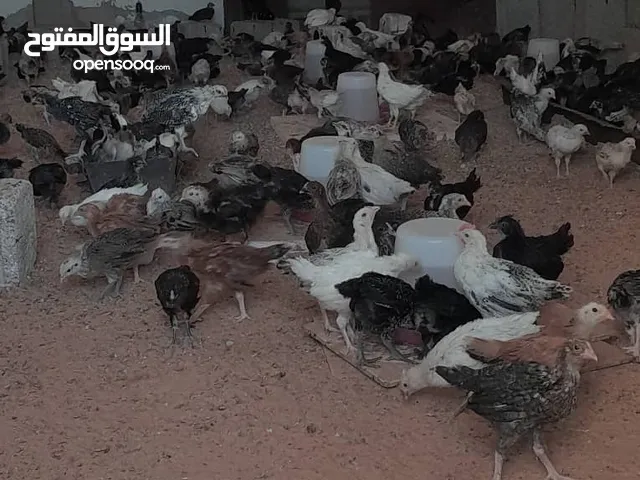 دجاج عربي مخلط للبيع..