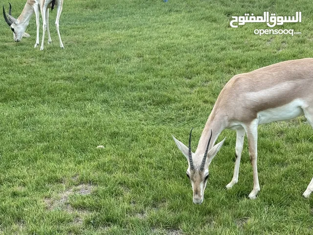 جوز غزال الريم العربي العمر سنة و 7 شهور