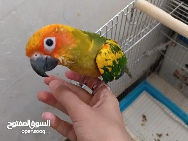 بغباء صن كنيور شمسي أليف طينة