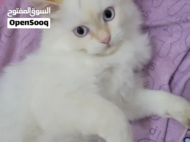 قط هملايا عيون زرقاء