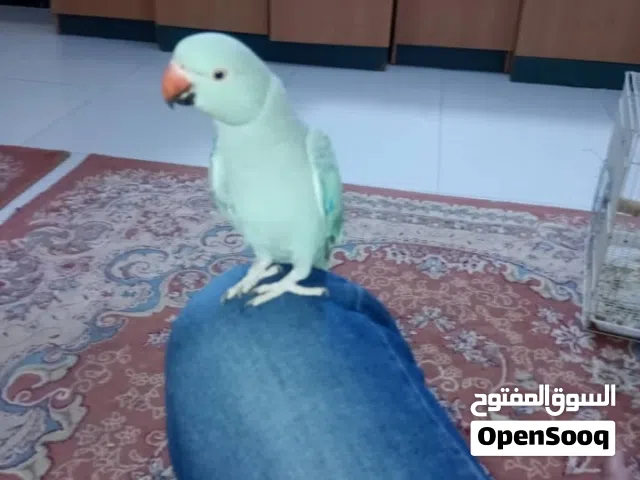 للبيع ذكر دره