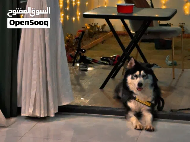 كلب هاسكي سيبيري غير مهجن نقي