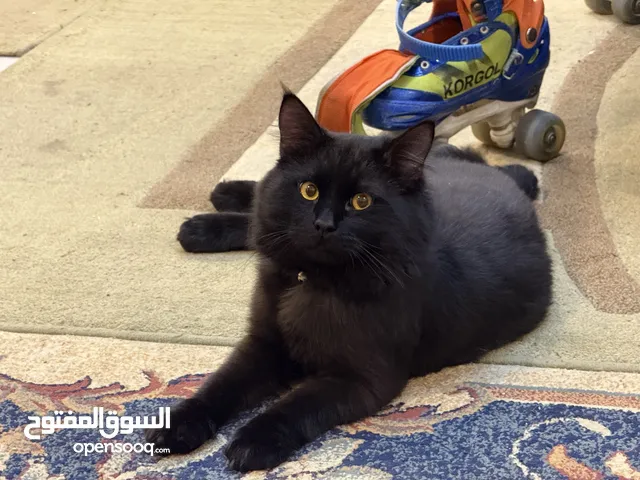 قط بومباي شيرازي للتبني الزرقاء بداعي السفر