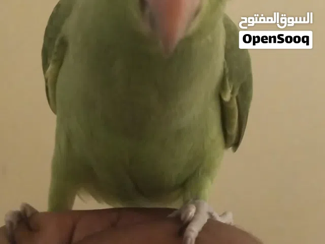 Indian ring neck parrot baby