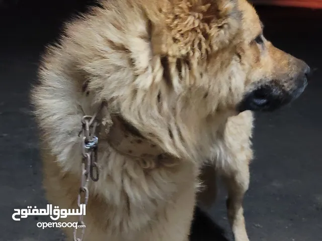 كلب جرمن للبيع عظم عريض شعر كثيف شراسة وحجم كبيييير