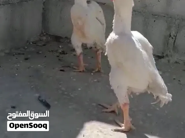 ديكين كوشامو بيبي شغالات