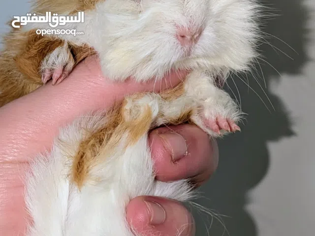 ارنب هندي ،، ارانب هندية ،، guinea pig