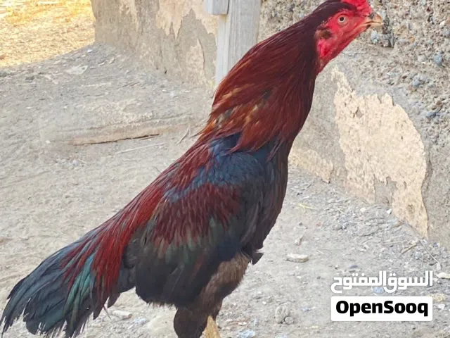 ديك باكستاني نوع سندي ..