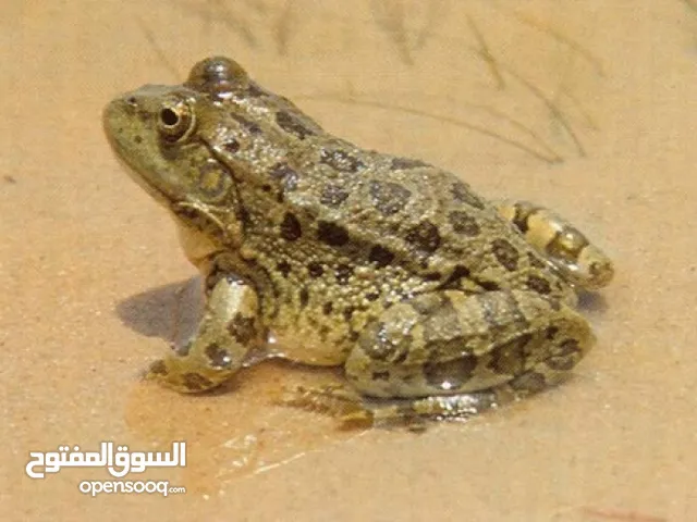 ضفادع بلديه