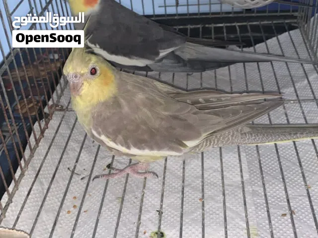 عصافير كوكتيل بلقفص والحضانة متعهم