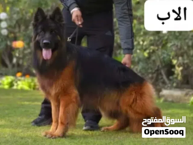 جراء جيرمن شيبرد شو لاين مستوى عالمي اهالي مستوردات