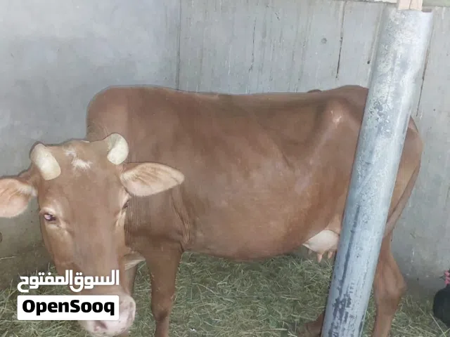 عجله محليه للبيع