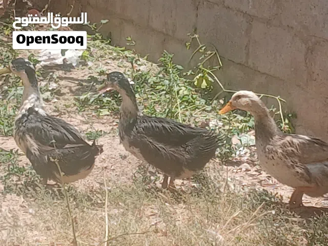 بط للبيع بطتين أنثى ووحده ذكر عمرهم 5 شهور