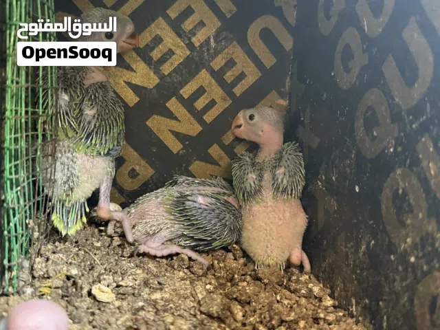 فروخ درج لمحبي الغر والتربية