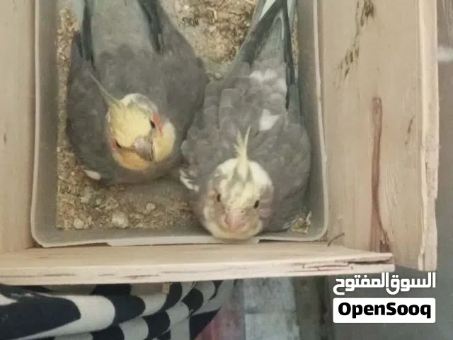 سلام عليكم كوكتيلات مالات بيت مهتم بيهن كلش علاجات وفيتامينات شرط التبزير