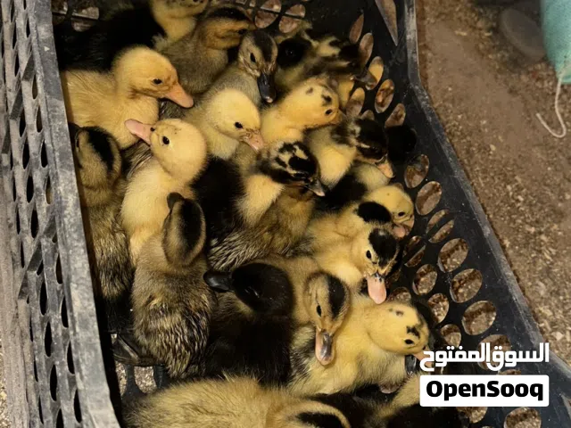 بط صغير للبيع