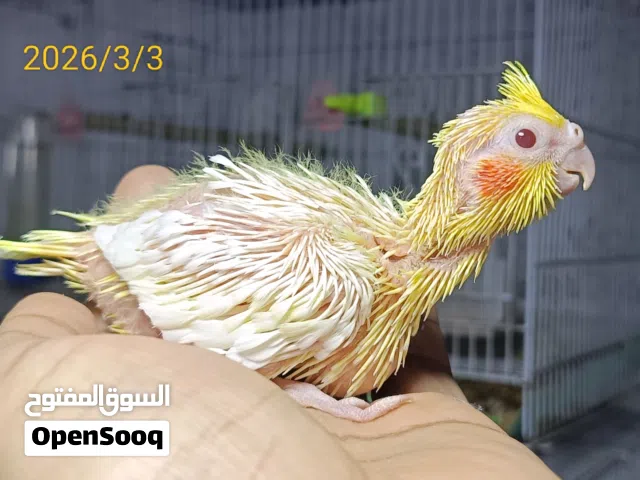 طائر الكوكتيل