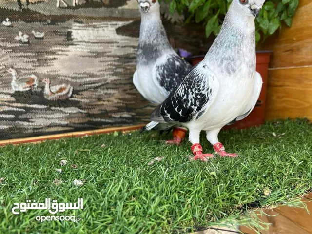 متاح جواز البيع