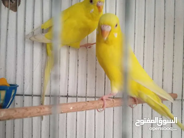 جوزين حب اشي مرتب وبفتح النفس اللهم صلي على سيدنا محمد صلو على سيدنا محمد ويطرح البركه لصاحب النصيب