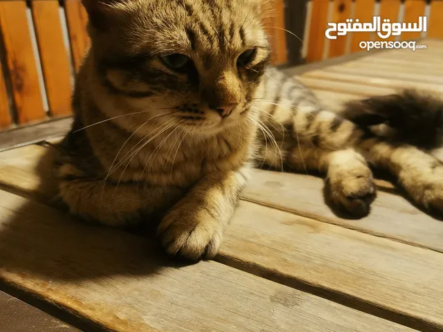 بيع قط شيرازي