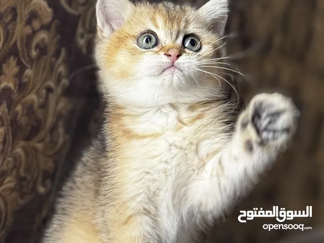 انثى ny11 جميله جدا تبارك الله