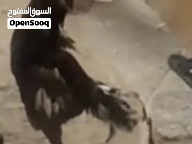 سهيل العامري