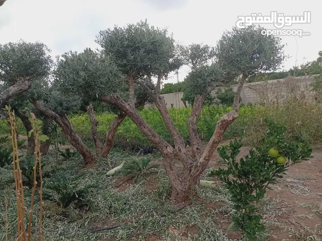 اشجار زيتون