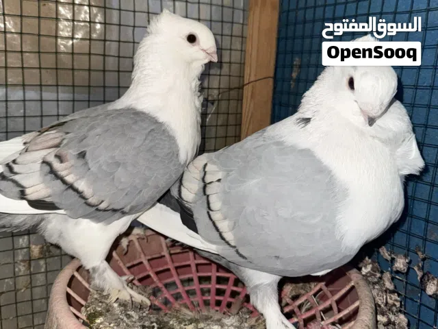 ستلايت زوج و حب الرمان زوج للبيع