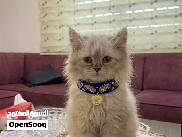 قطه هملايا لينكس