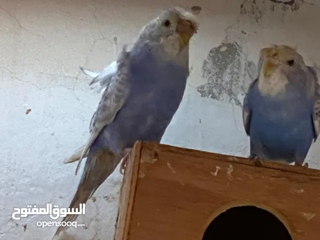 بادجي هوجو زوج منتجع ب20