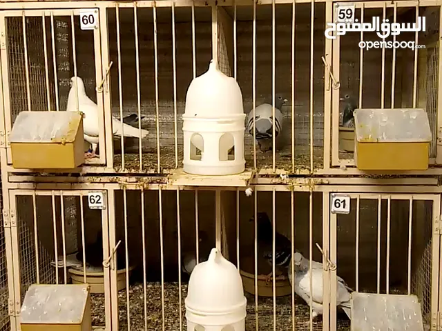 حمامة سجال صحية  Healthy Sgal Pigeon