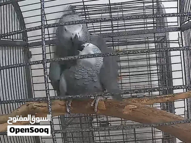 كوبية ببغاء زنجباري