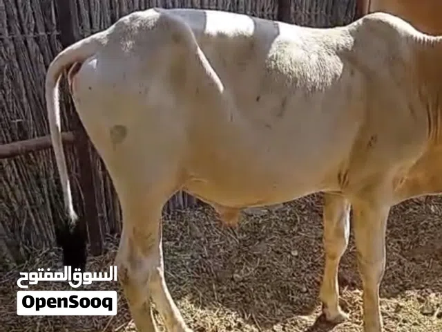 للبيع عجول باكستاني محلي