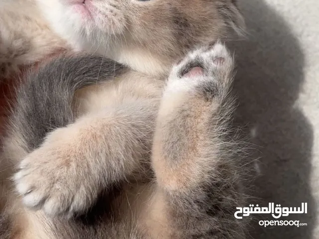 سكوتش فولد