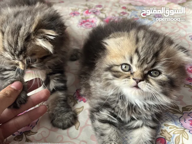 قطتين هملايا مكس سكوتش عمر شهر ونص