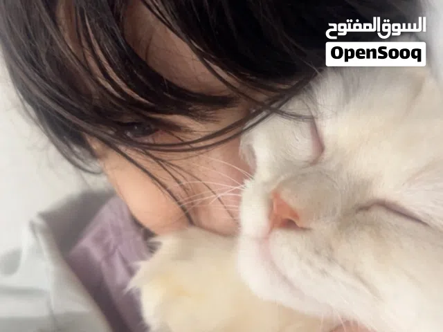 قط هاديء وجميل ومطعم