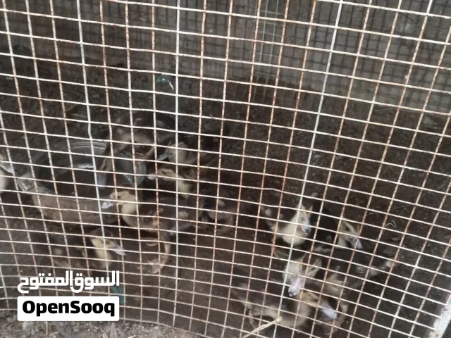 لللبيع او البدل