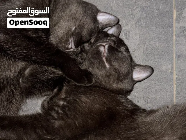 قطّان للبيع،