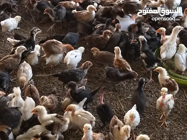 دجاج عماني